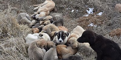 54 Canı Ölüme Terk Ettiler