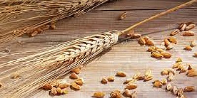 Buğday Tohumu Satın Alınacak