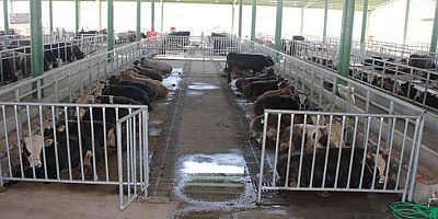 Hayvan Pazarı Yaptırılacak