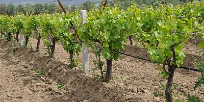 İcradan Satılık Bağ