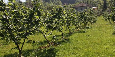 İcradan Satılık Bağ