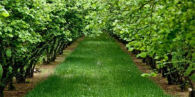 İcradan Satılık Bahçe