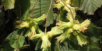 İcradan Satılık Fındık Bahçesi 