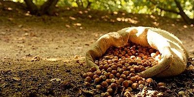 İcradan Satılık Fındık Bahçesi