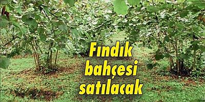 İcradan Satılık Fındık Bahçesi