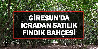 İcradan Satılık Fındık Bahçesi