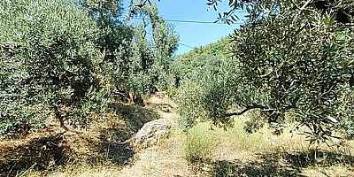 İcradan Satılık Fıstıklık ve Zeytinlik 