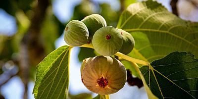 İcradan Satılık İncir Bahçesi 