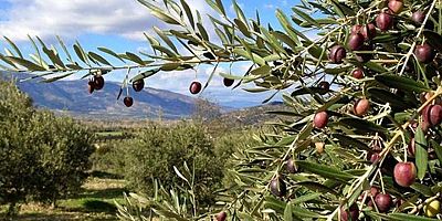 İcradan Satılık Zeytin Bahçesi