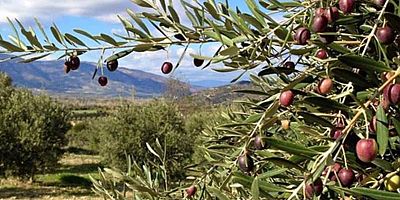 İcradan Satılık Zeytinlik