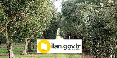 İcradan Satılık Zeytinlik
