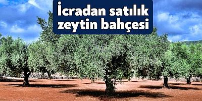 İcradan Satılık Zeytinlik