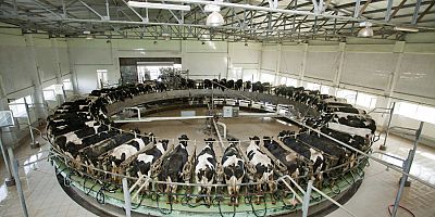 Kolostrum Pastörize ve Çözdürme Makinesi Alınacak