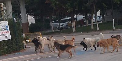 Köy ve Kasabalardan Getirilen Köpekler Korkuya Neden Oluyor