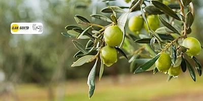 Ödemiş’te İcradan Satılık Meyve Bahçesi ve Zeytinlik