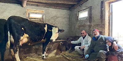 Tüp Bebek Yöntemiyle İki Sağlıklı Buzağı Dünyaya Geldi